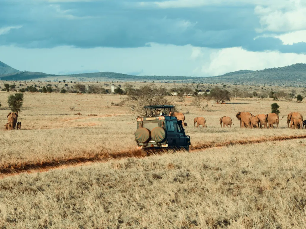 Veículo de safari junto a uma manada numa planície